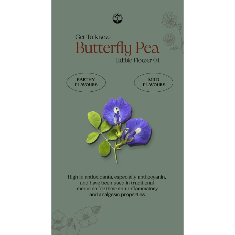 

Edible Flower Butterfly Pea Akar Wangi