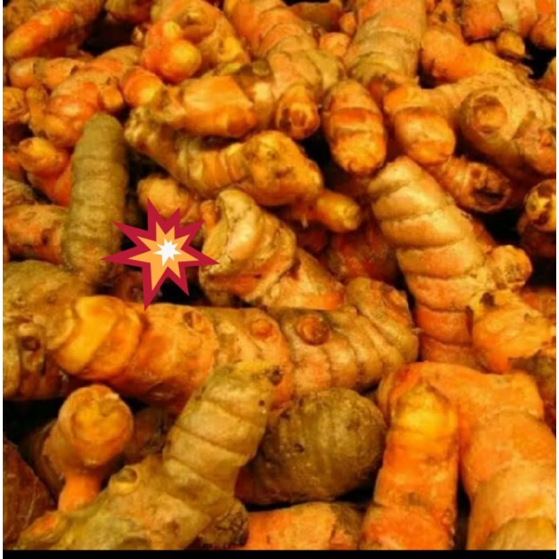 

Kunyit segar lokal Garut bumbu pelengkap masakan makanan sayuran rempah tanaman obat herbal