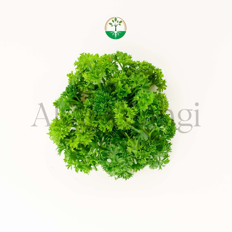 

Herb Series Parsley Akar Wangi