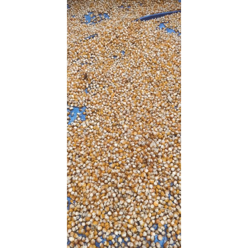 

jagung madura asli bisa buat ditanam lagi