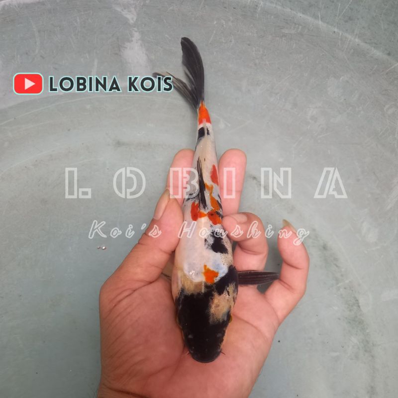 Ikan Koi Blitar Jenis Showa Doitsu/ Lobina