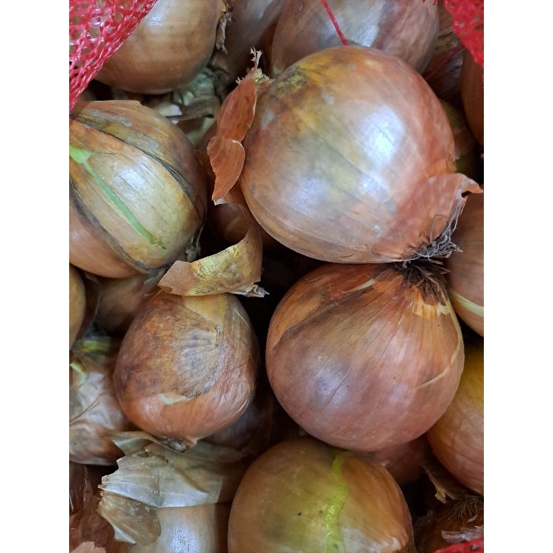

Bawang bombay fresh