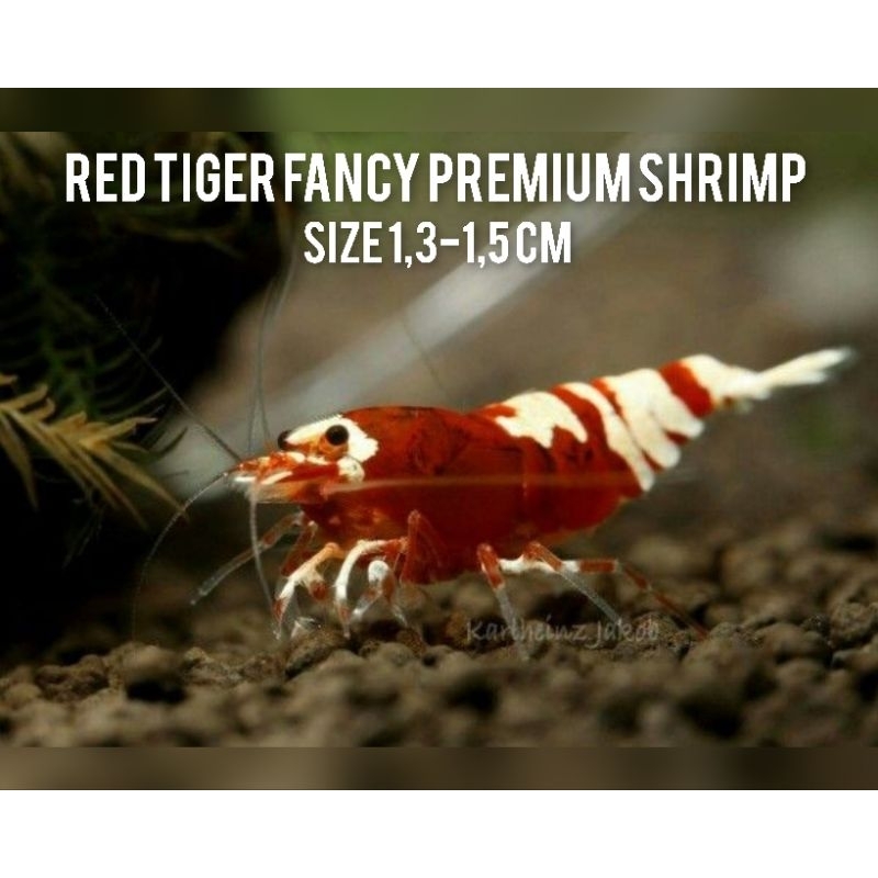 Udang hias red tiger fancy grade A premium shrimp - udang hias aquascape - udang hias galaxy - udang