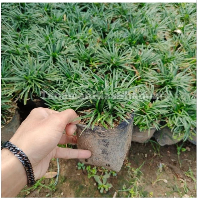 Promo MURAH tanaman hias rumput kucai mini paket isi 50/10/1 polybag - rumput kucai - rumput kucai m
