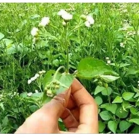

1kg Daun bandotan / babadotan segar
