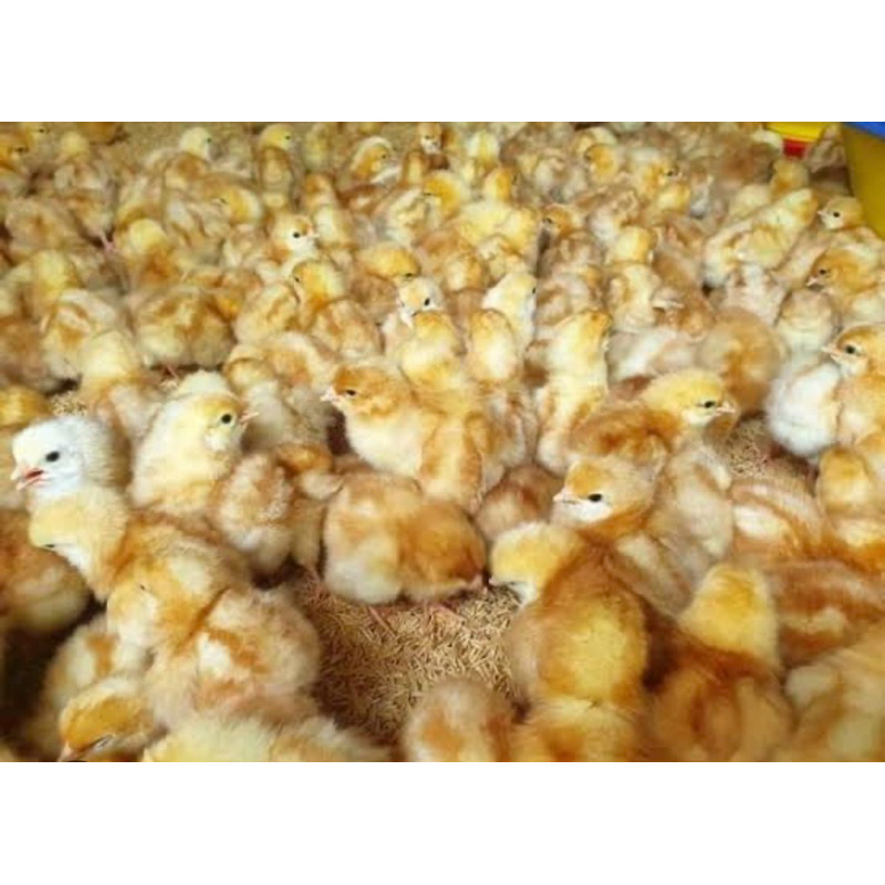 1 kotak isi 100 ekor doc layer petelur ayam merah ayam ras Eropa K2