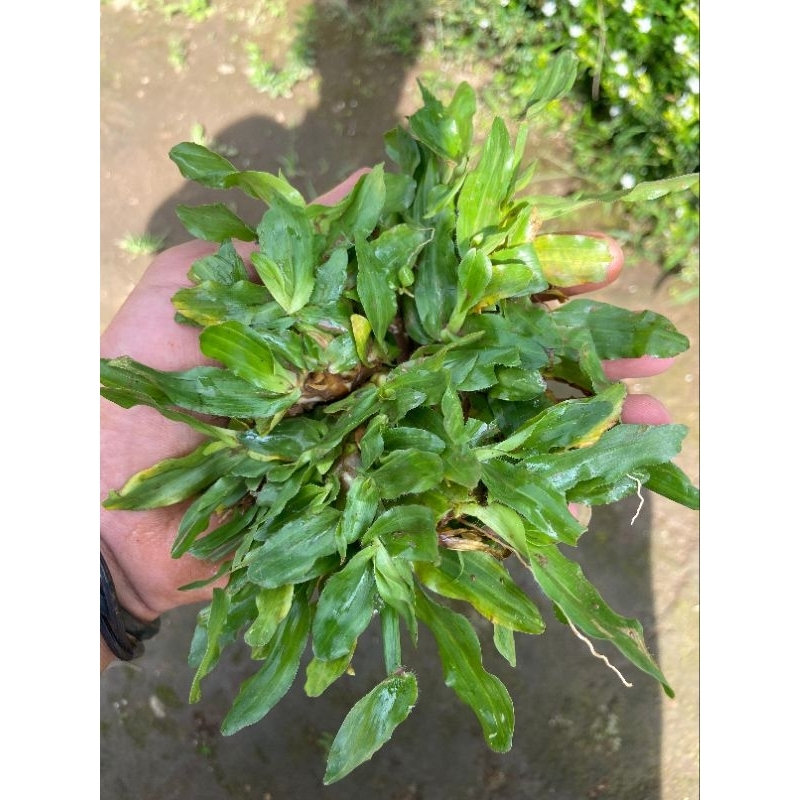 KEBUN RAYA- Rumput Gajah Mini Sobekan/Perakar