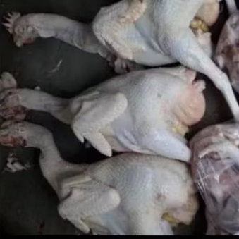 

ayam merah petelur grosiran berat per ekor 1 kg up murah banget