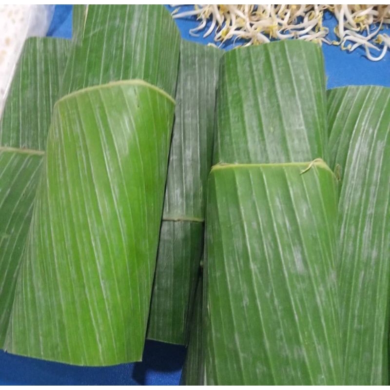 

Tempe daun panjang