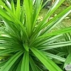 

PANDAN WANGI HRBL150GRM