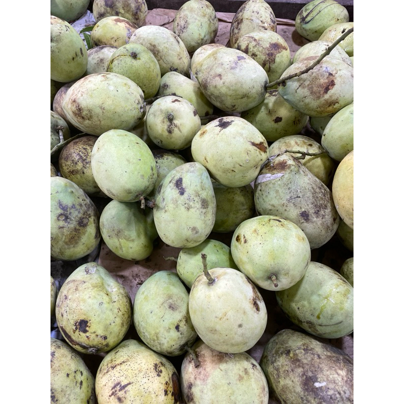 

Buah Mangga Rujak per 1kg ready