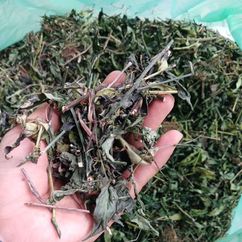 

Sambiloto kering asli tanpa campuran