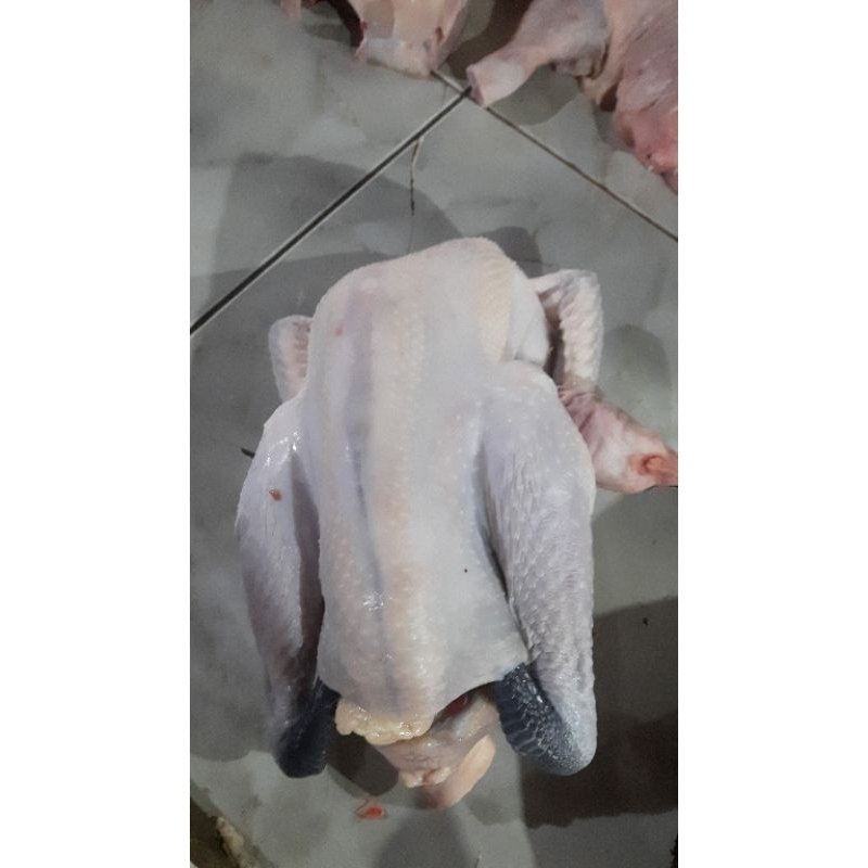 

AYAM KAMPUNG SUPER JUMBO