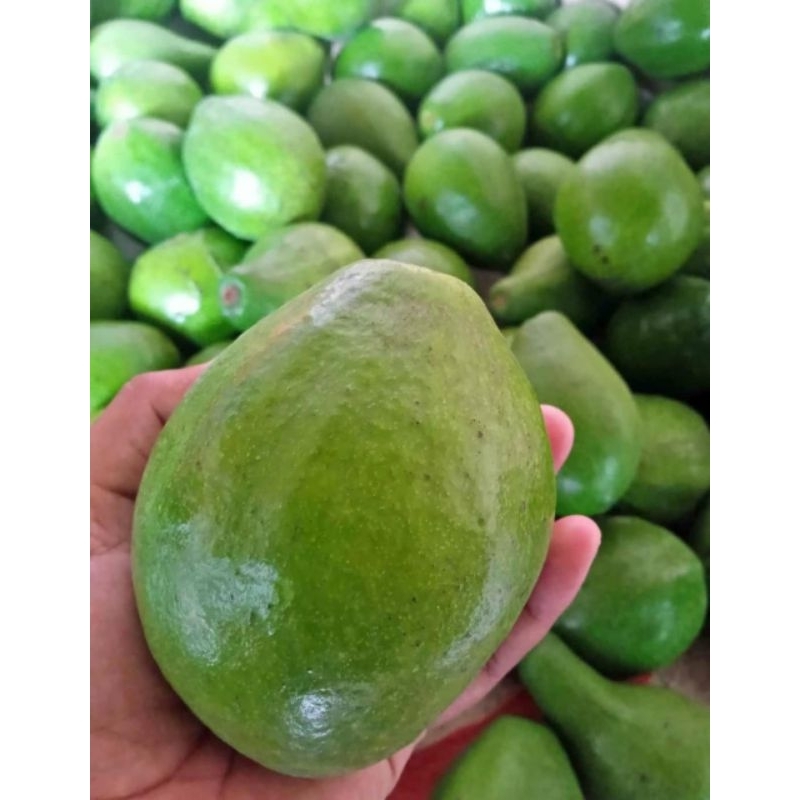 

apokat mentega isi 3-4 buah