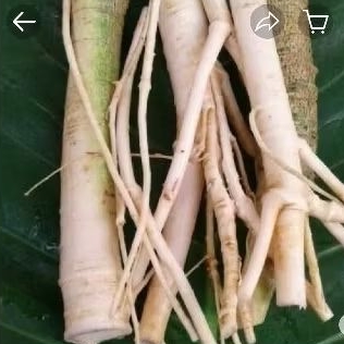 

AKAR PEPAYA JANTAN/GRANDEL HERBAL FRES500GRM