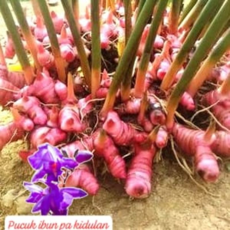 

lengkuas laja merah herbal/1kg