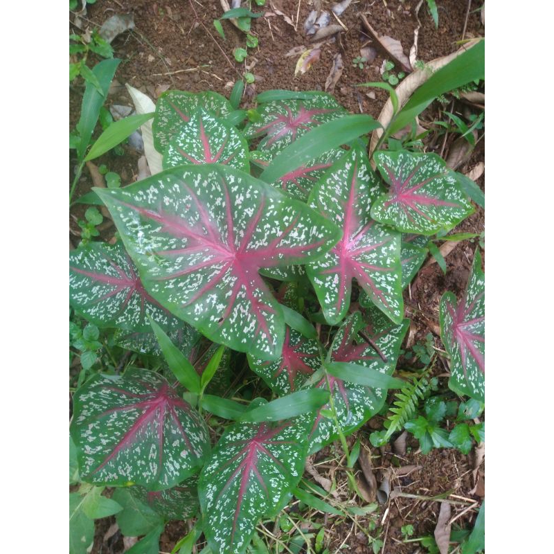 

1 lembar daun talas