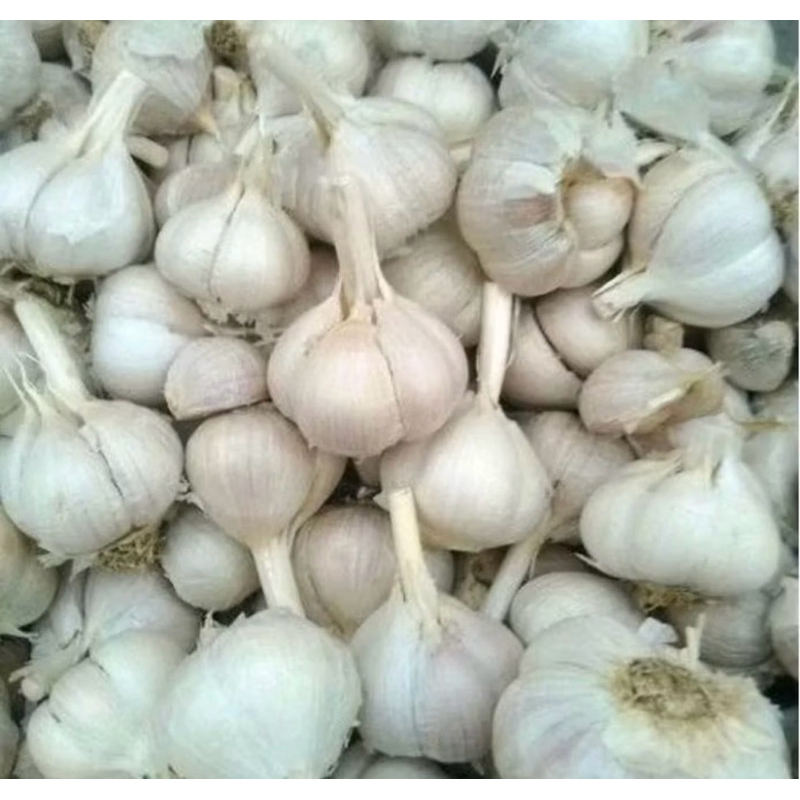 

BAWANG PUTIH SINCO DAN KATING