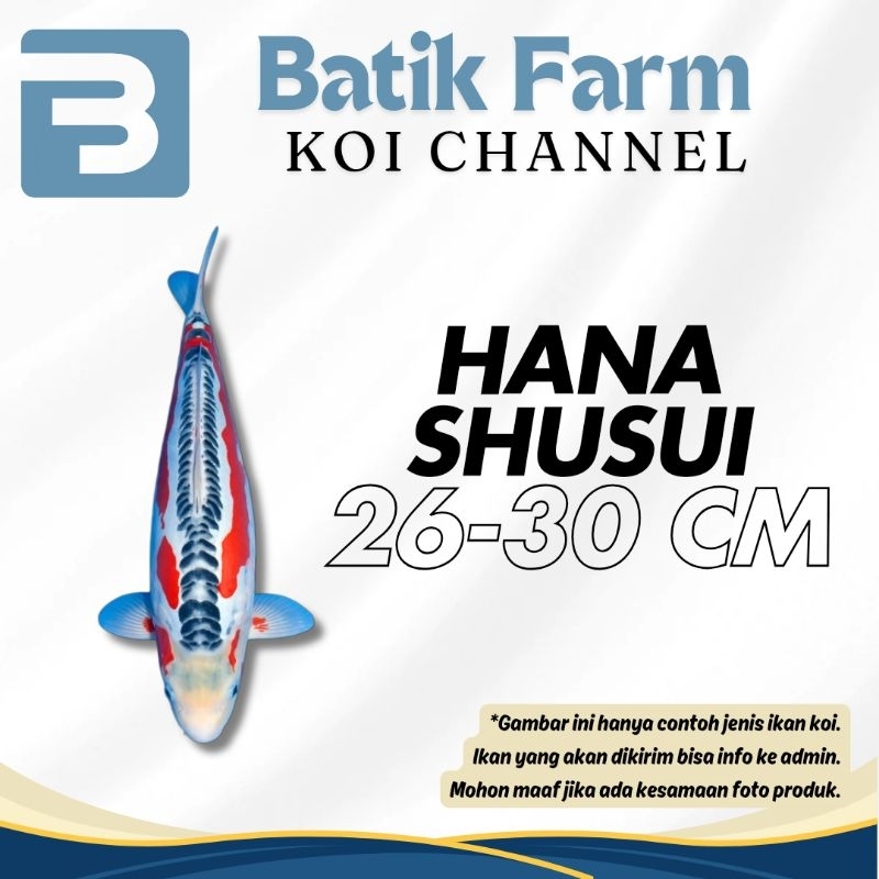 Ikan Koi Hana Shusui 26-30 cm - Grade A-HQ - Shusui - Koi Blitar - Ikan Koi - Koi