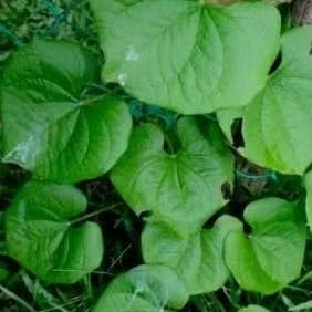 

BIBIT UMBI GEMBILI SUDAH ADA AKAR