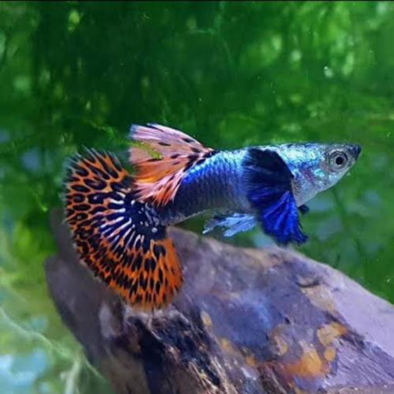 HIASAN AQUARIUM BURAYAK GUPPY PLATINUM RED MOZAIK DUMBO EAR ISI 5