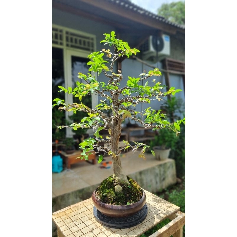 Bonsai Anggur Brazil Medium