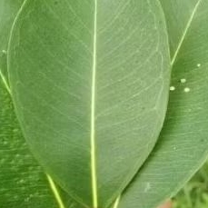 

DAUN DUWET DAUN JAMBLANG PETIK PAS ADA ORDER 30LMBR