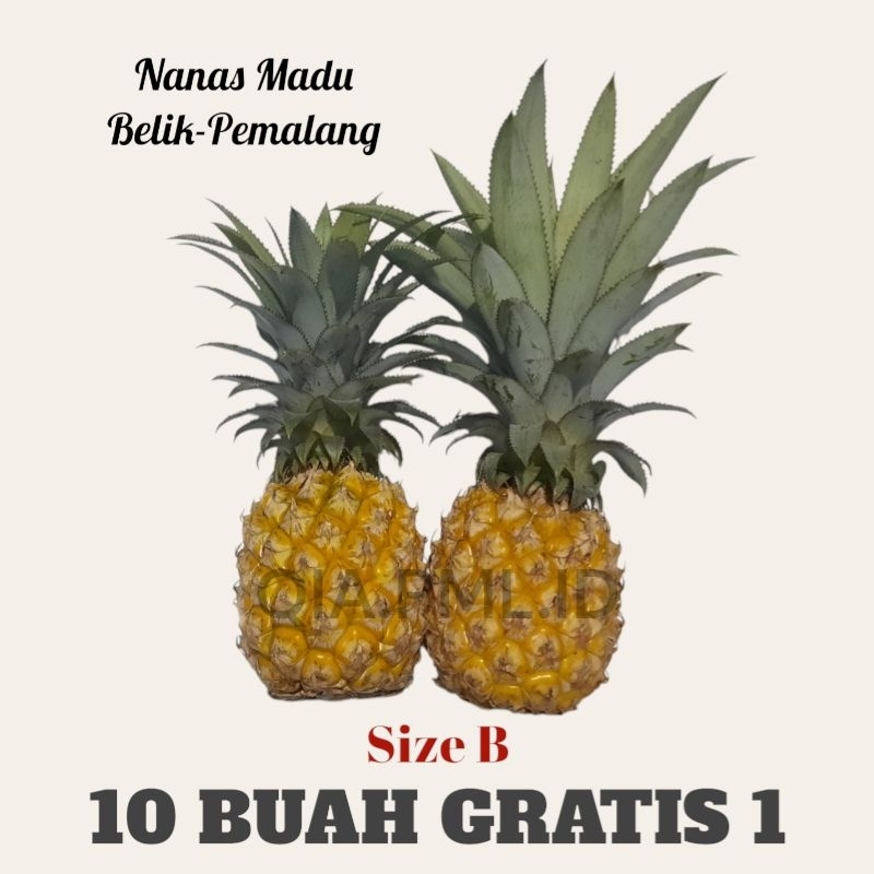 

10 buah Gratis 1 nanas madu asli belik pemalang size B (sedang)