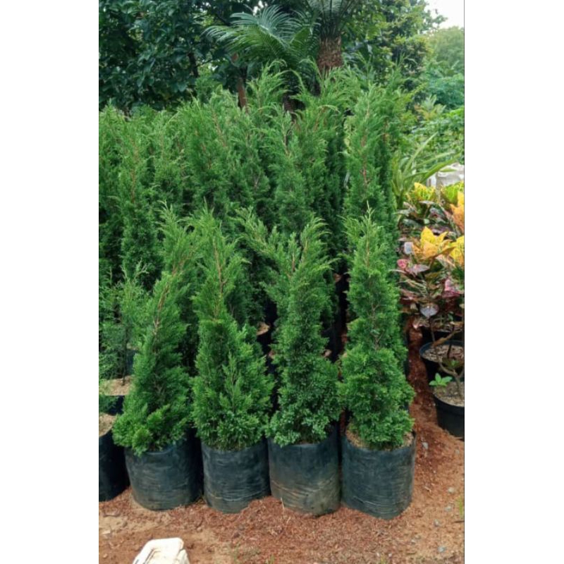 Pohon hias cemara lilin tinggi 50cm