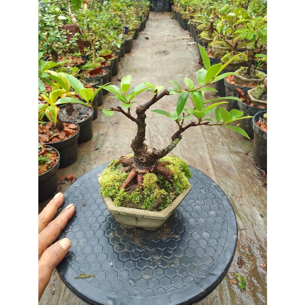 Bonsai Iprik Mame Siap Pajang
