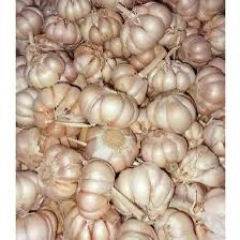 

BAWANG PUTIH BERSIH DAN BESAR