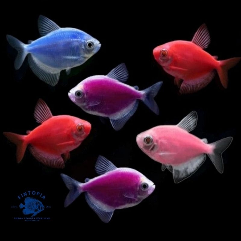 Tetra Glowfish /ikan hias warna-warni /ukuran Besar Paket Murner isi 15 ekor