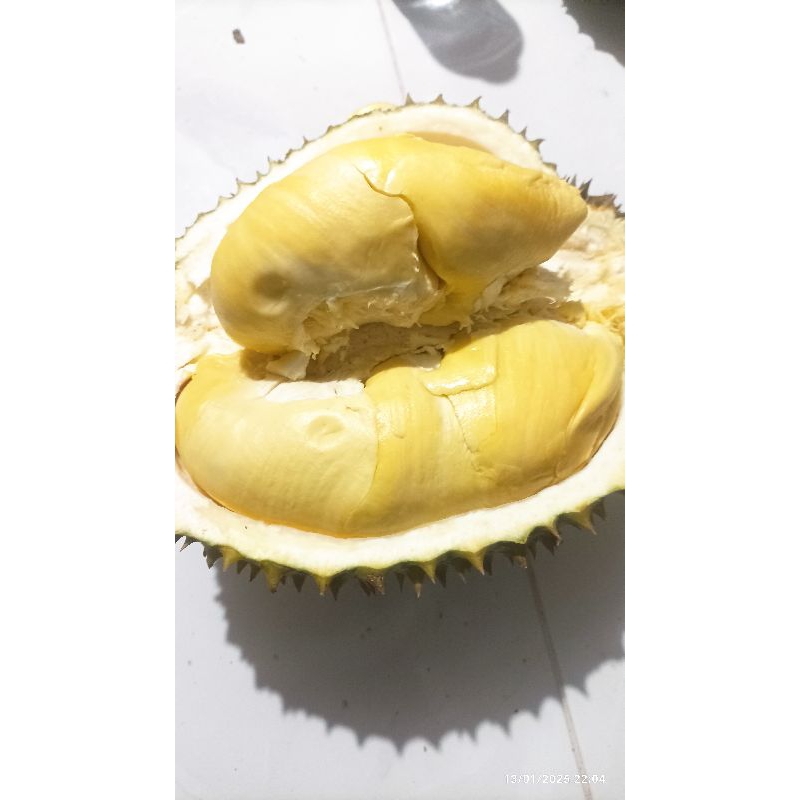 Bibit Durian Montong Thailand 20-30cm Bibit okulasi/sambung