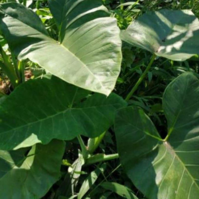 

daun lompong/talas keladi/kimpul/Belitung per lembar fresh segar herbal banyak manfaat