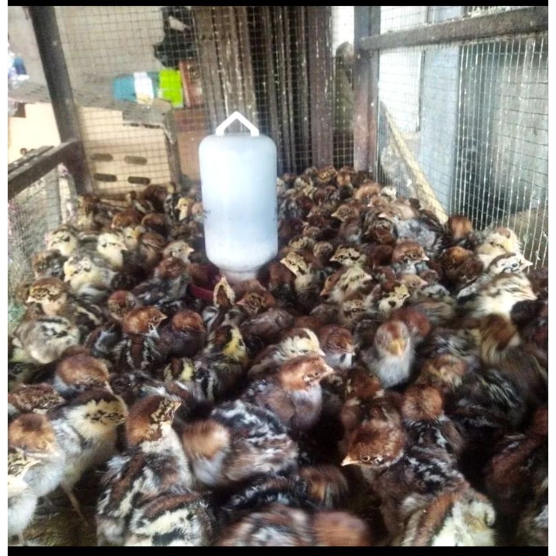 

AYAM ARAB KECIL BELI 10 FREE 1 EKOR