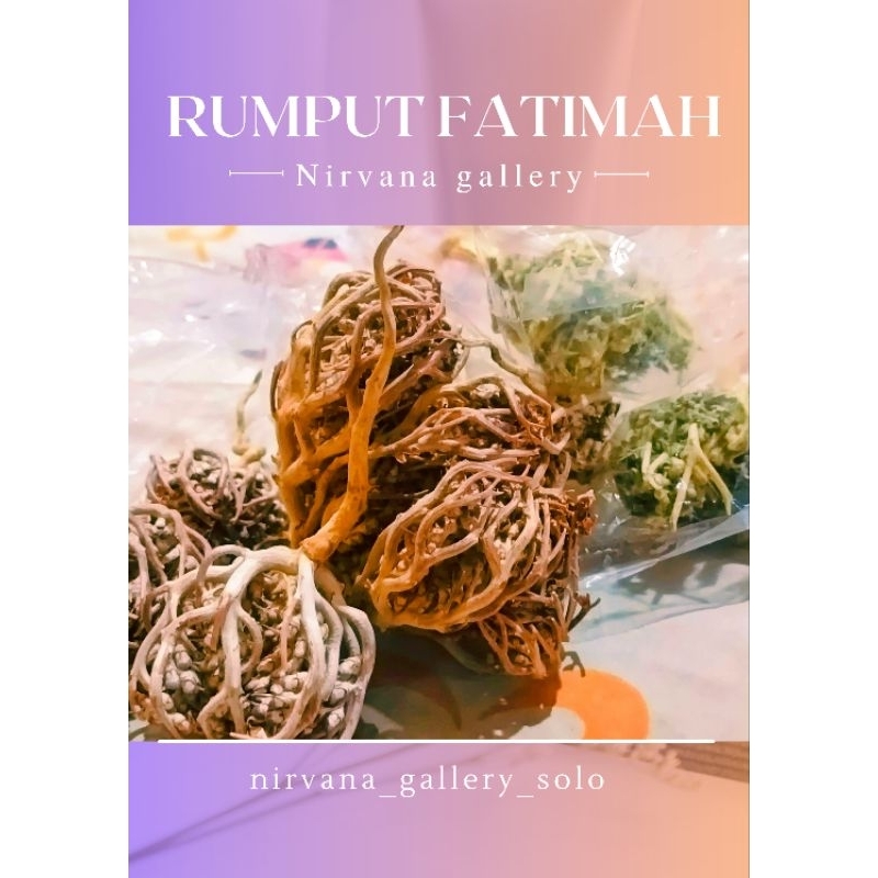 

tanaman herbal rumput Fatimah 100%