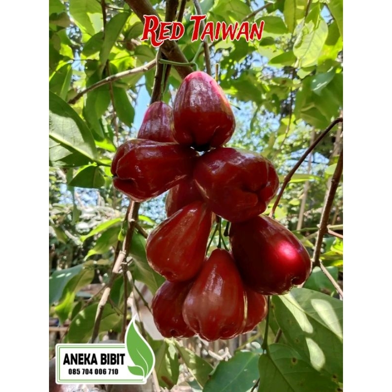 FC BLACK KINGKONG ( RED TAIWAN )