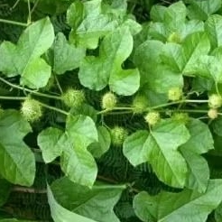 

DAUN MLATOKAN/ROMBUSA SEGAR PETIK ADA ORDER500GRM