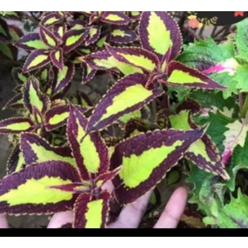 Bibit Bunga MIYANA | Bayam Bayaman Super Cantik