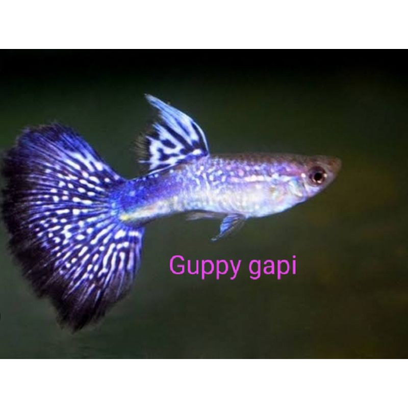 pakan + Guppy purple cobra