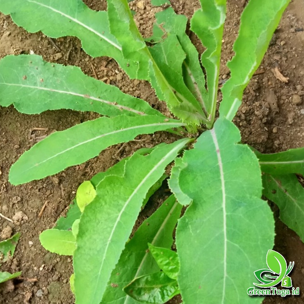 

DAUN TEMPUYUNG FRESH HERBAL ORGANIK 1 Pack