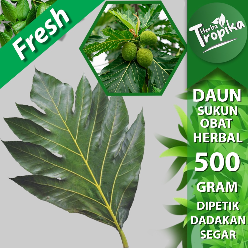 

Daun Sukun Segar 500 gram herbal alami toko herba tropika