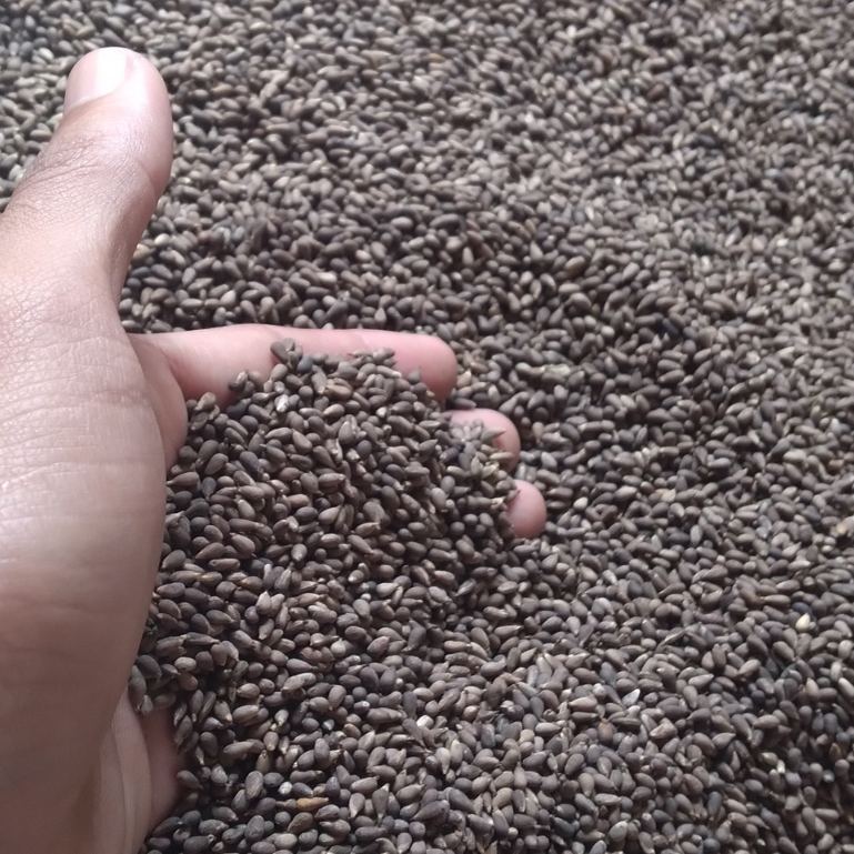 

biji balsa putih 1 KG super termurah