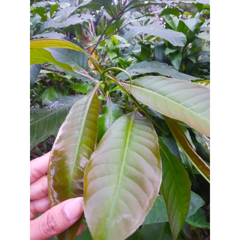 Daun Putat Lalapan per 50 gr
