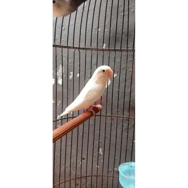 burung lovebird pastel putih