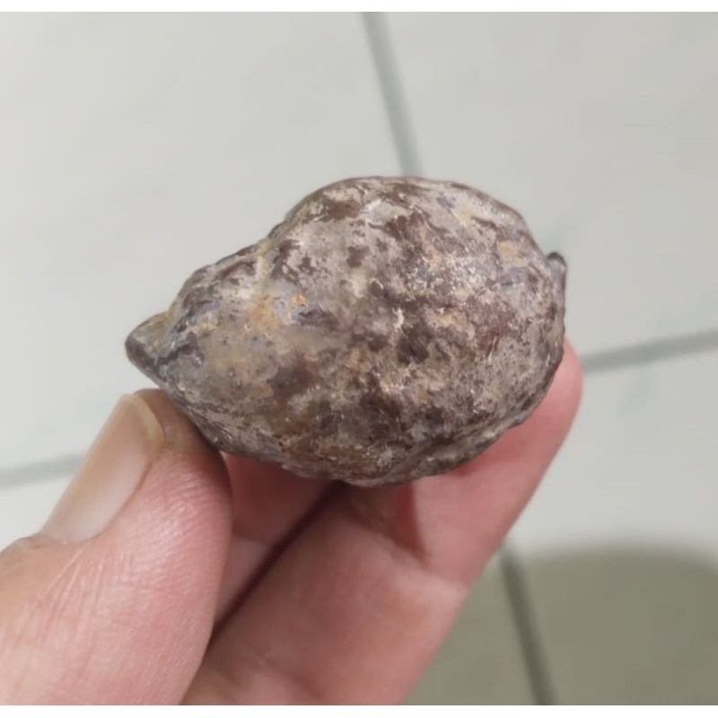 Kemiri Adu Muncang Adu Jayanti Milenial Urgen Petot Penyok Tua Jatuhan