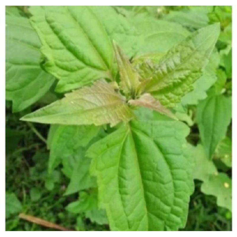 

promo daun balakacida organic herbal ,alami 1kg,fresh