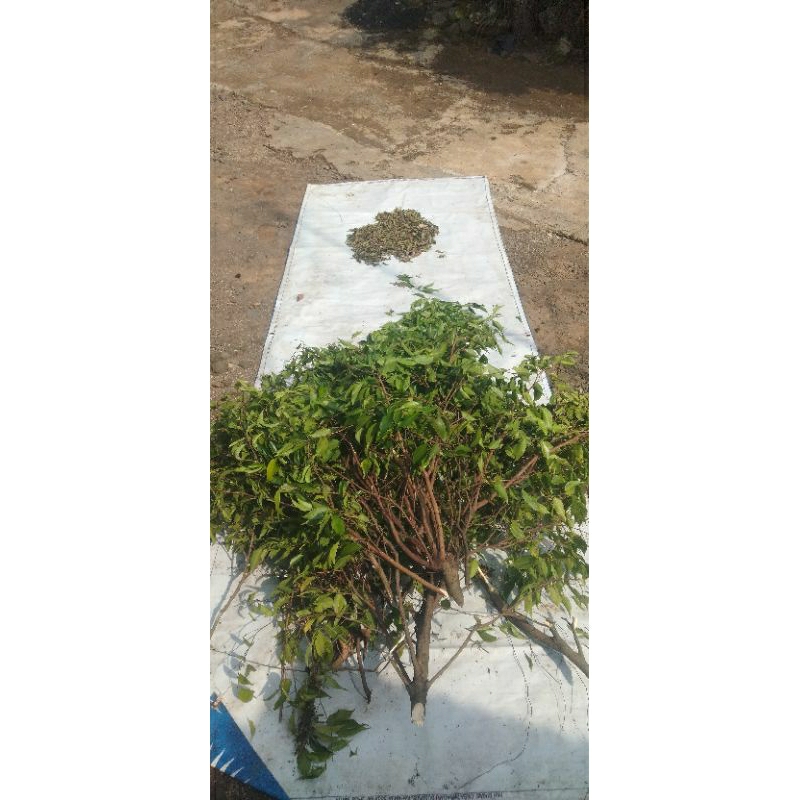 

Daun Beringin segar/Fresh 100 Lembar