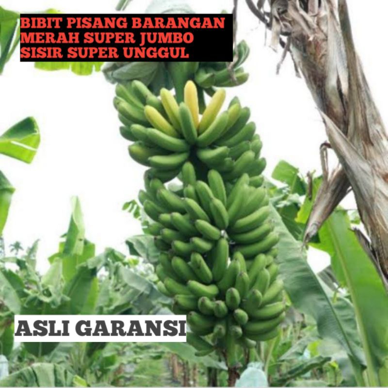 bibit pohon pisang barangan merah/pisang medan siap tanam asli