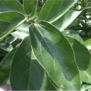 

daun cincau hijau segar perdu, bahan buat cincau agar hijau harga per 10 lembar